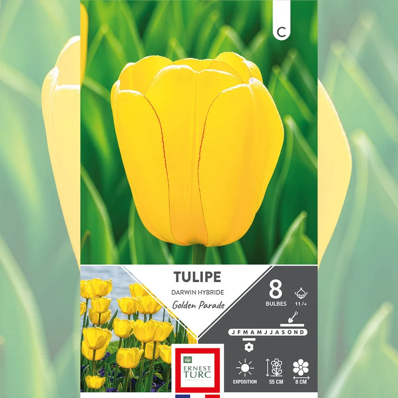 TULIPE DARWIN HYBRIDE GOLDEN PARADE
