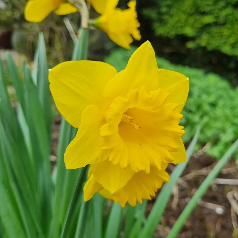 NARCISSE STANDARD VALUE AB