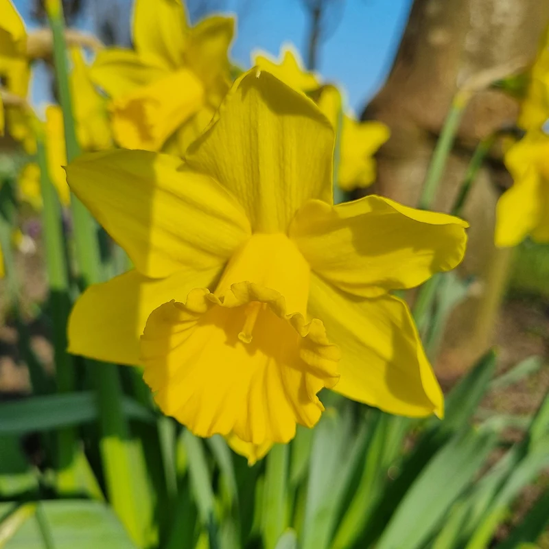 NARCISSE RIJNVELD'S EARLY SENSATION AB