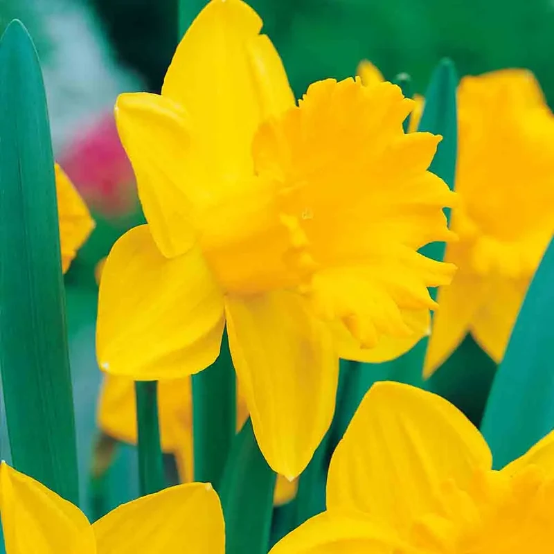 NARCISSE DUTCH MASTER AB