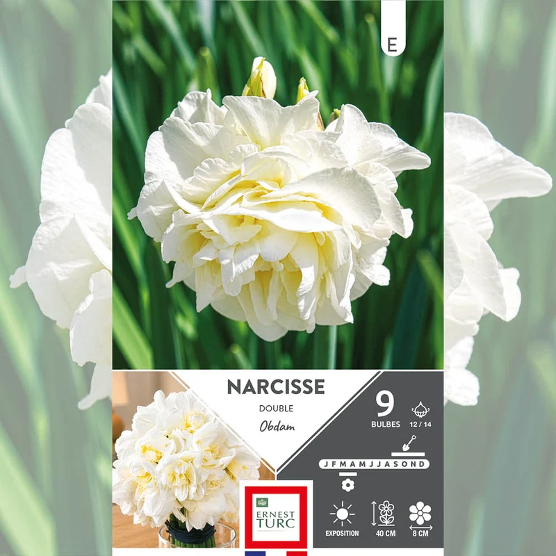 NARCISSE DOUBLE OBDAM