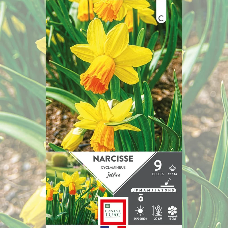 NARCISSE CYCLAMINEUS JET FIRE