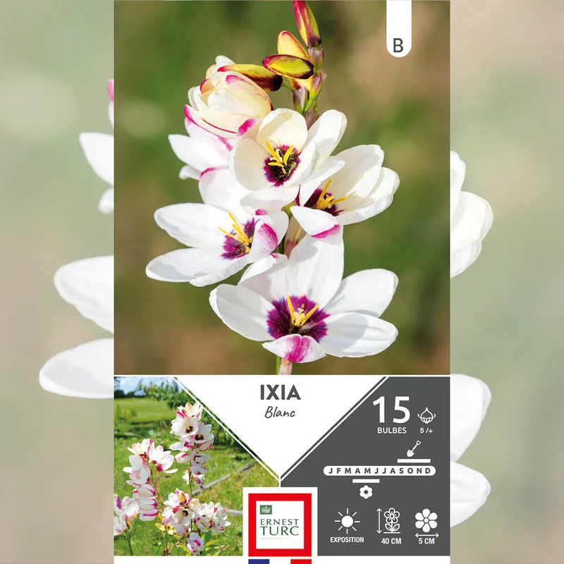 IXIA BLANC