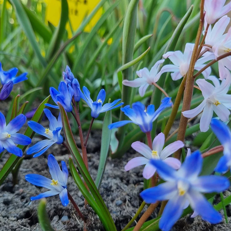 CHIONODOXA EN MÉLANGE AB