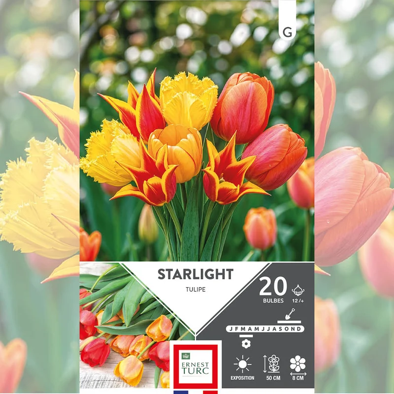 ASSORTIMENT STARLIGHT - TULIPES