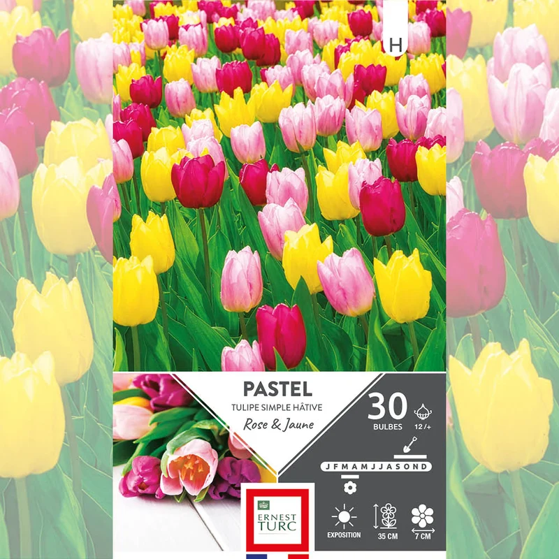 ASSORTIMENT PASTEL - TULIPES