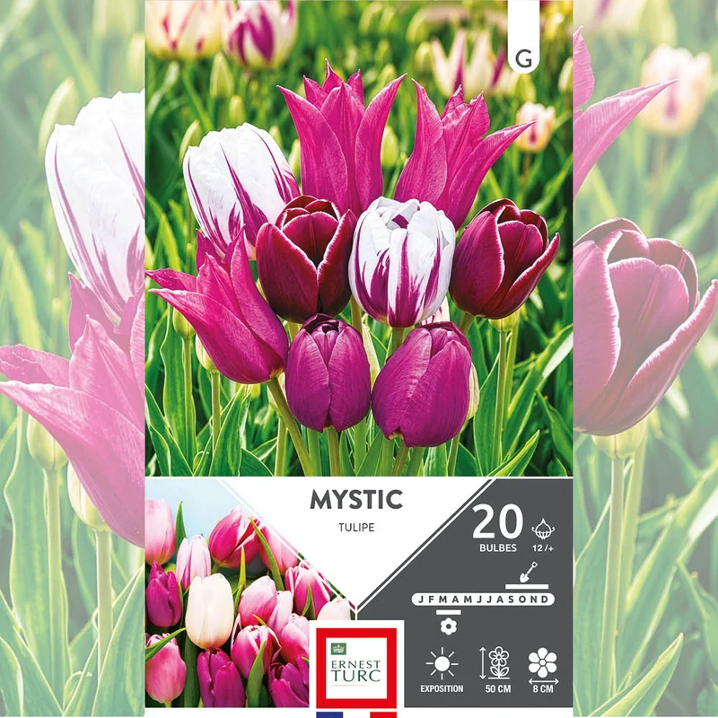ASSORTIMENT MYSTIC - TULIPES
