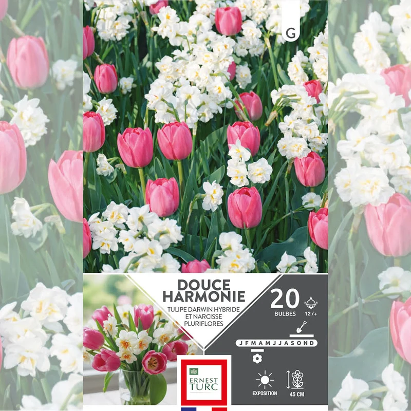 ASSORTIMENT DOUCE HARMONIE - TULIPES & NARCISSES