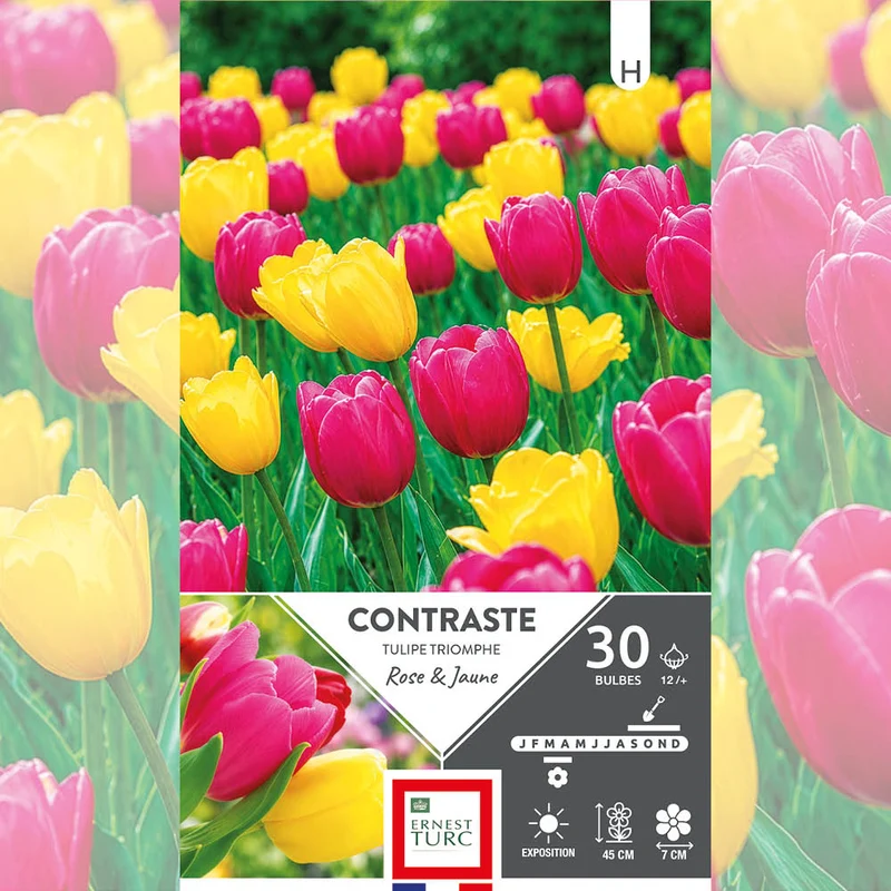 ASSORTIMENT CONTRASTE - TULIPES