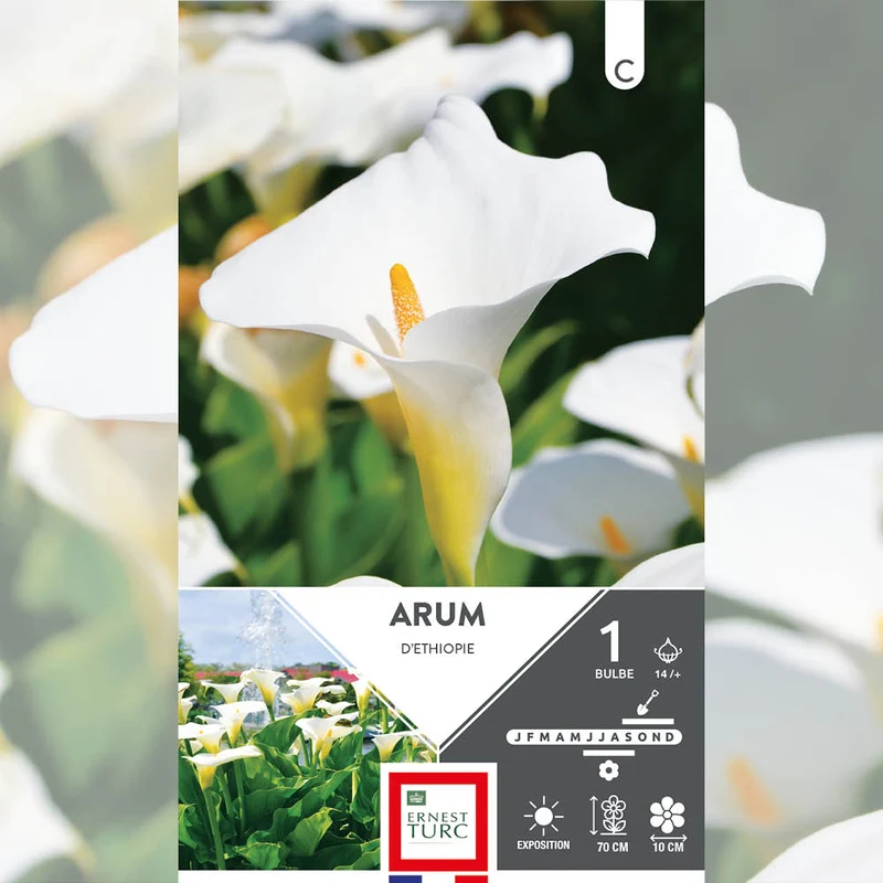ARUM D'ETHIOPIE
