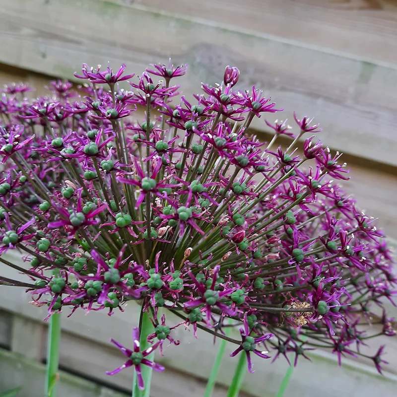 ALLIUM MAGIC AB