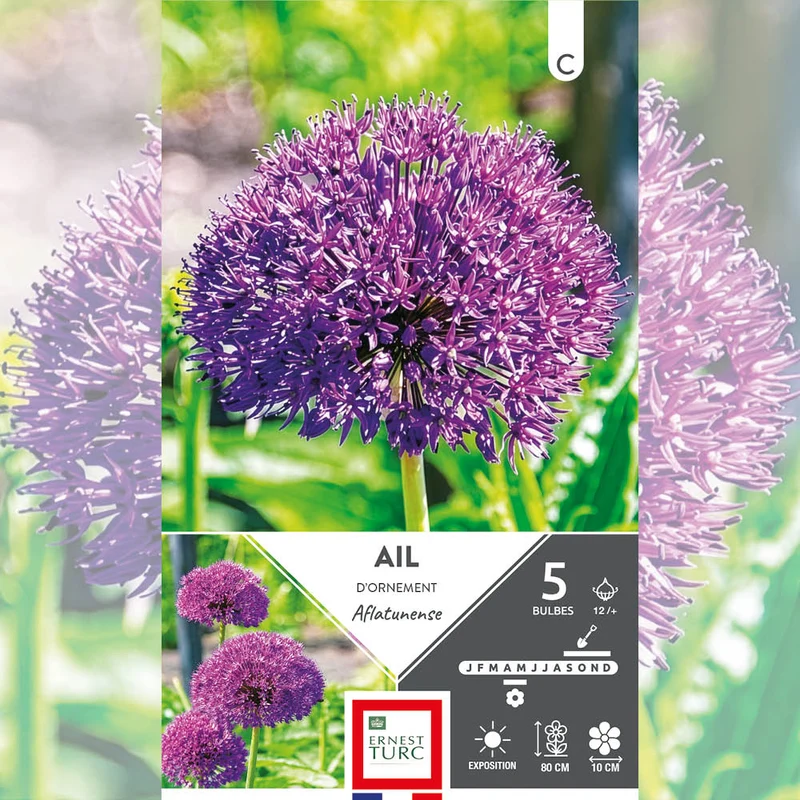 ALLIUM AFLATUNENSE