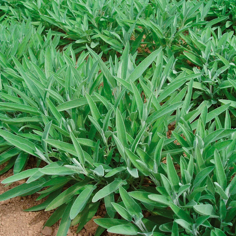 SAUGE OFFICINALE CERES AB