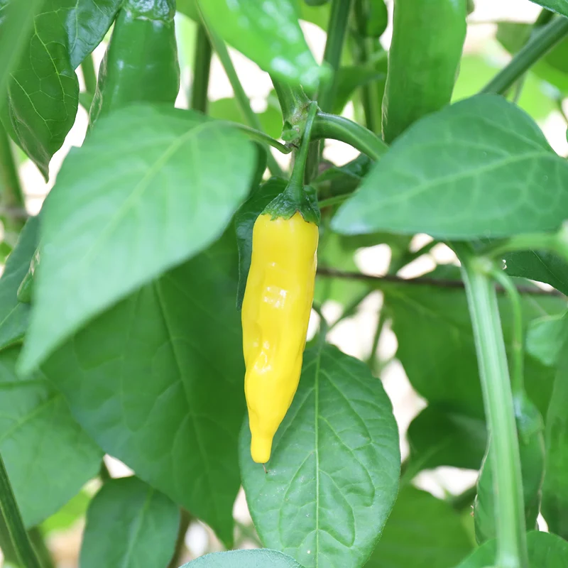 PIMENT LEMON DROP AB
