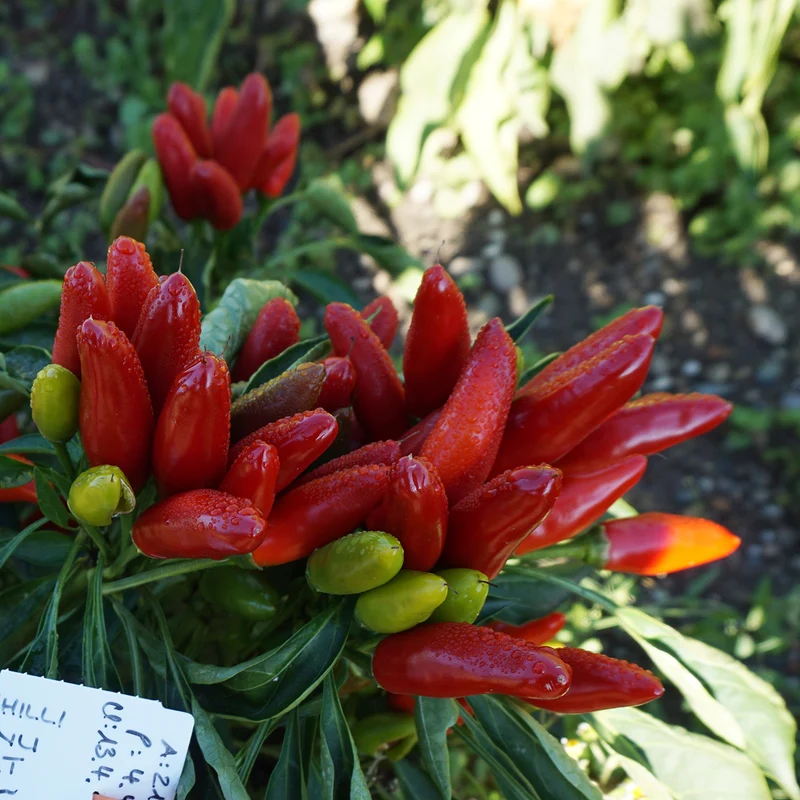 PIMENT FIORENTINO AB