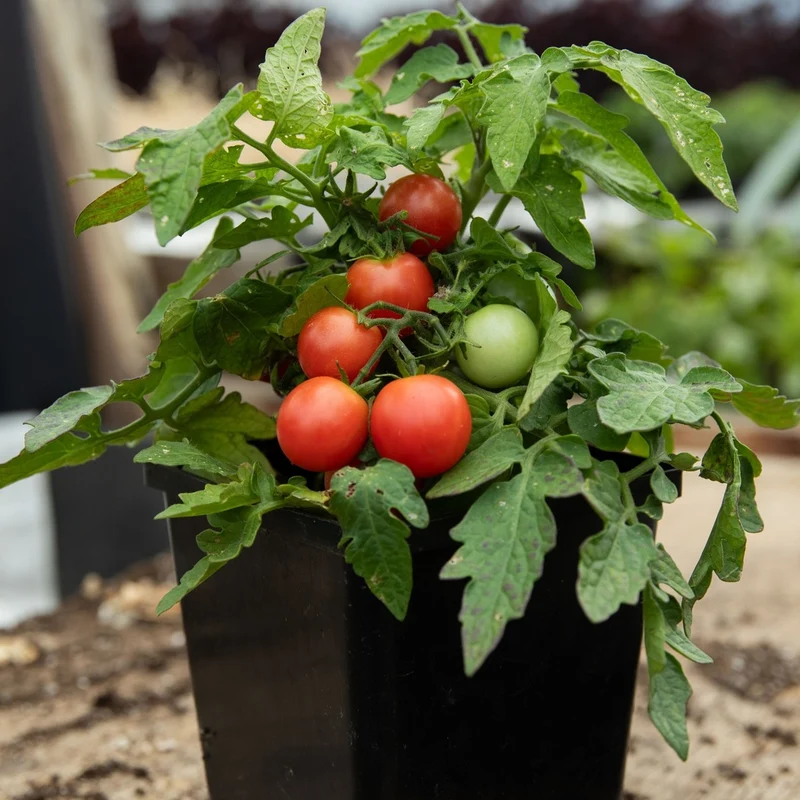 Tomate cerise Rosy Finch - Bio