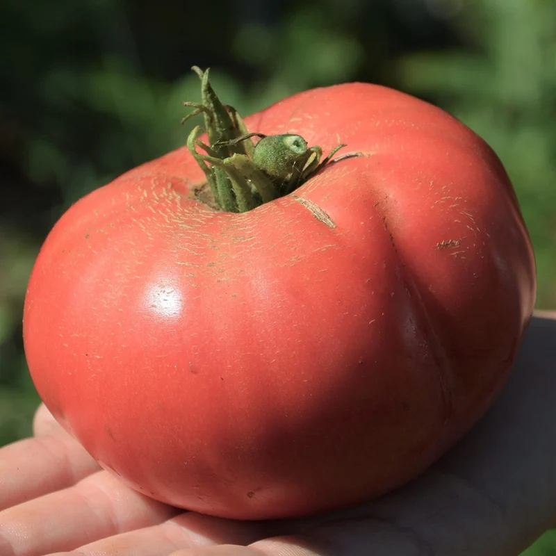 Tomate beefsteak Gregori Altaï - Bio