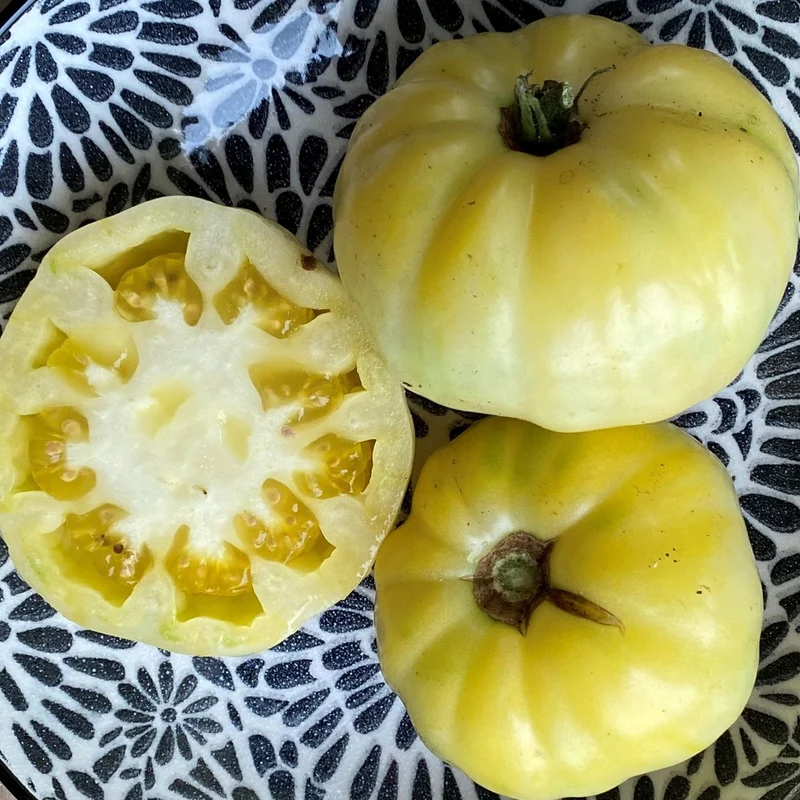 Tomate beefsteak blanche Halfmoon - Bio
