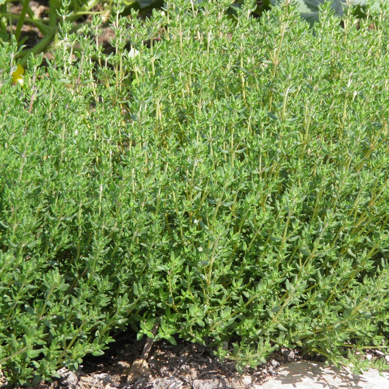 Thym allemand - Bio