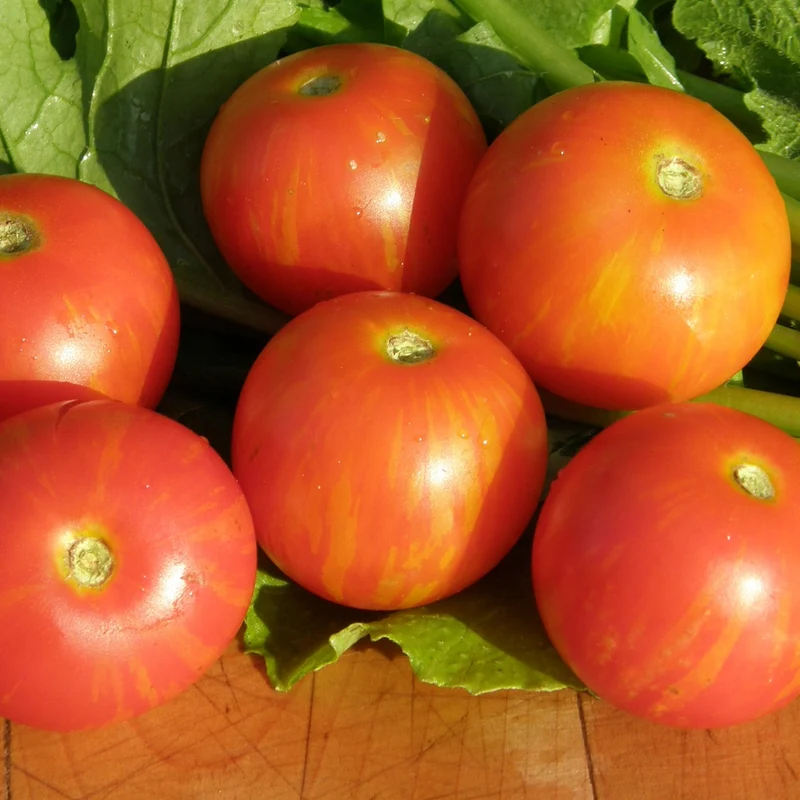 Tomate standard Tigerella - Bio