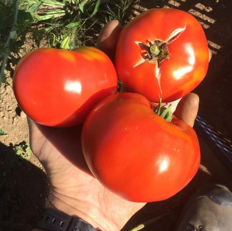 Tomate standard Oregon Spring - Bio