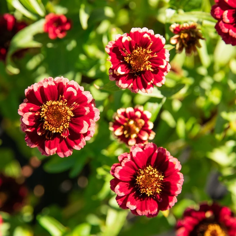 Zinnia Aztec Burgundy Bicolor - Bio