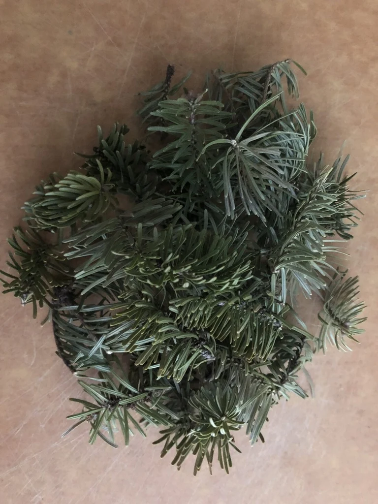 Sapin baumier