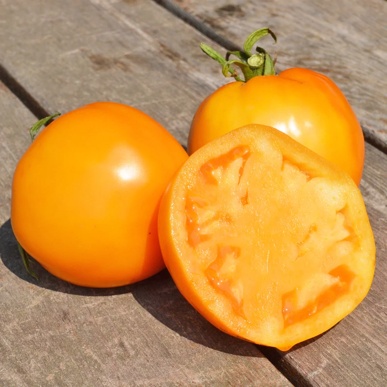 Tomate standard Jubilee - Bio