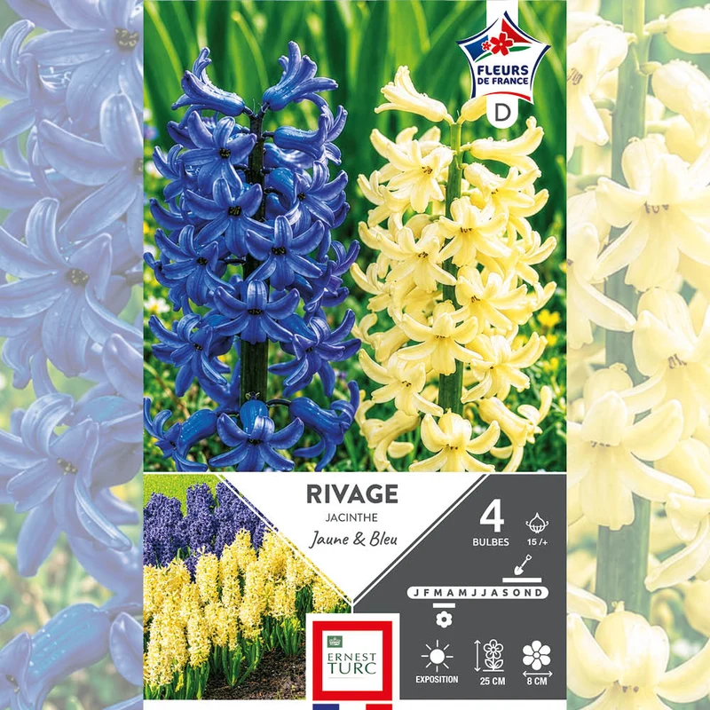 JACINTHE ASSORTIMENT RIVAGE