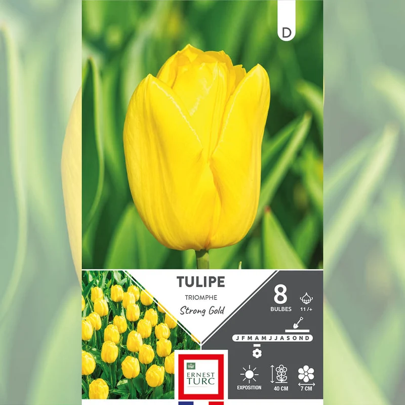 TULIPE TRIOMPHE STRONG GOLD