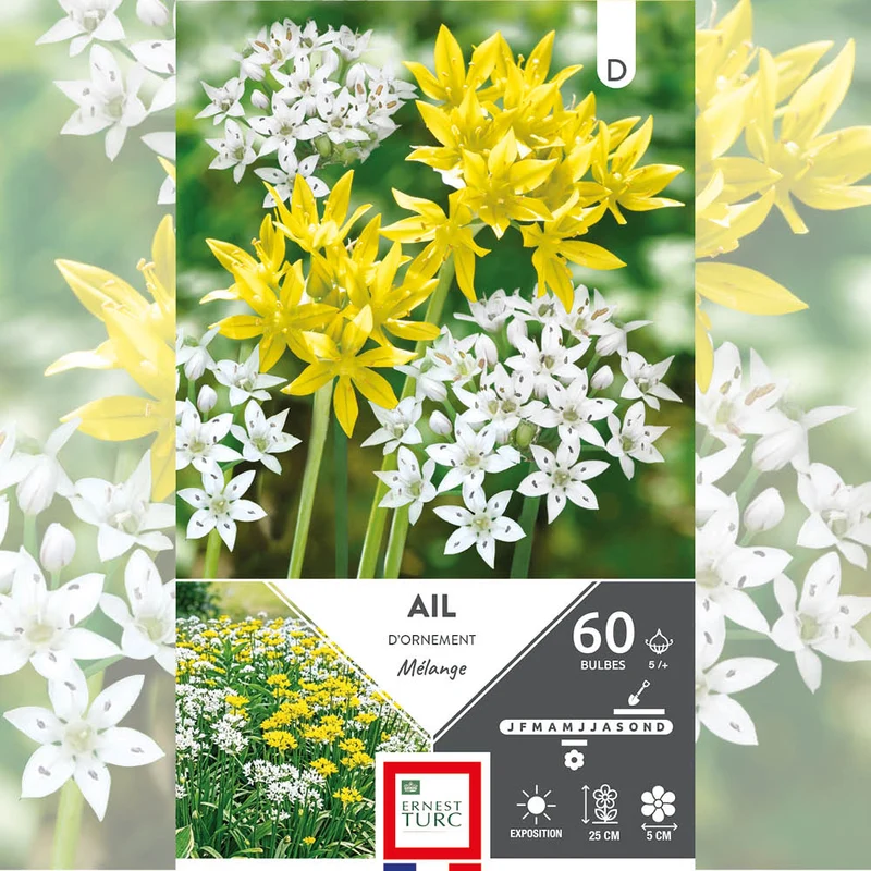 ALLIUM NAIN EN MÉLANGE