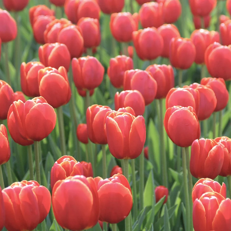TULIPE VERANDI AB