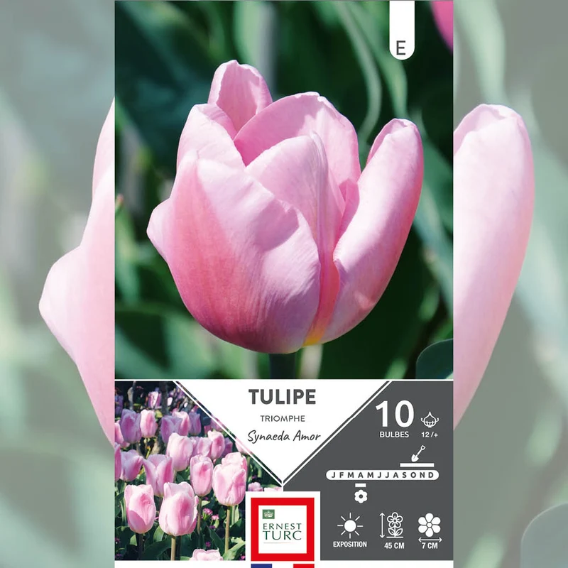 TULIPE TRIOMPHE SYNAEDA AMOR