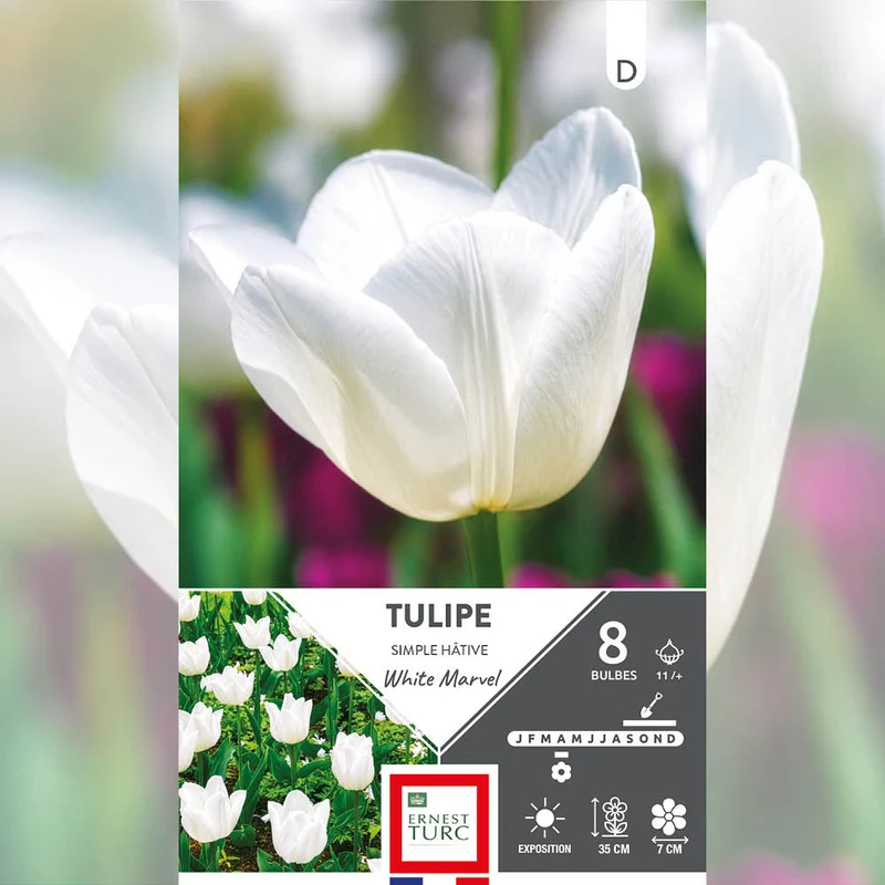 TULIPE SIMPLE HÂTIVE WHITE MARVEL
