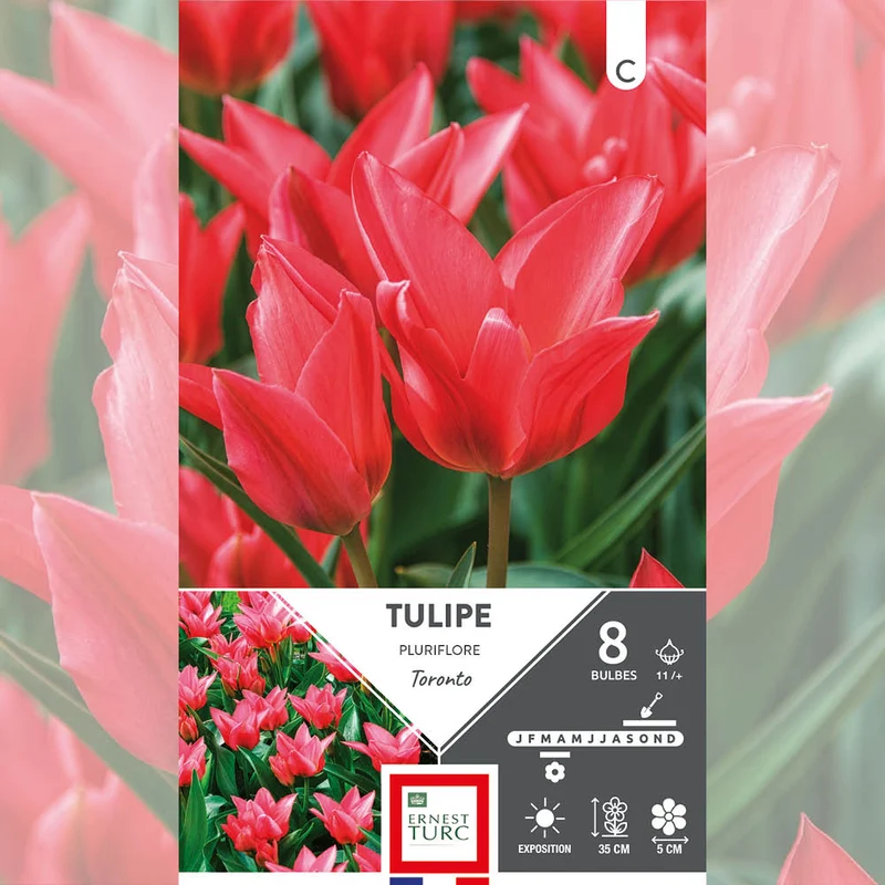 TULIPE PLURIFLORE TORONTO