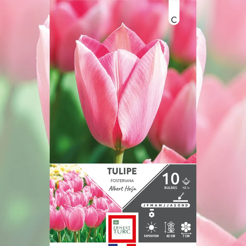 TULIPE FOSTERIANA ALBERT HEIJN