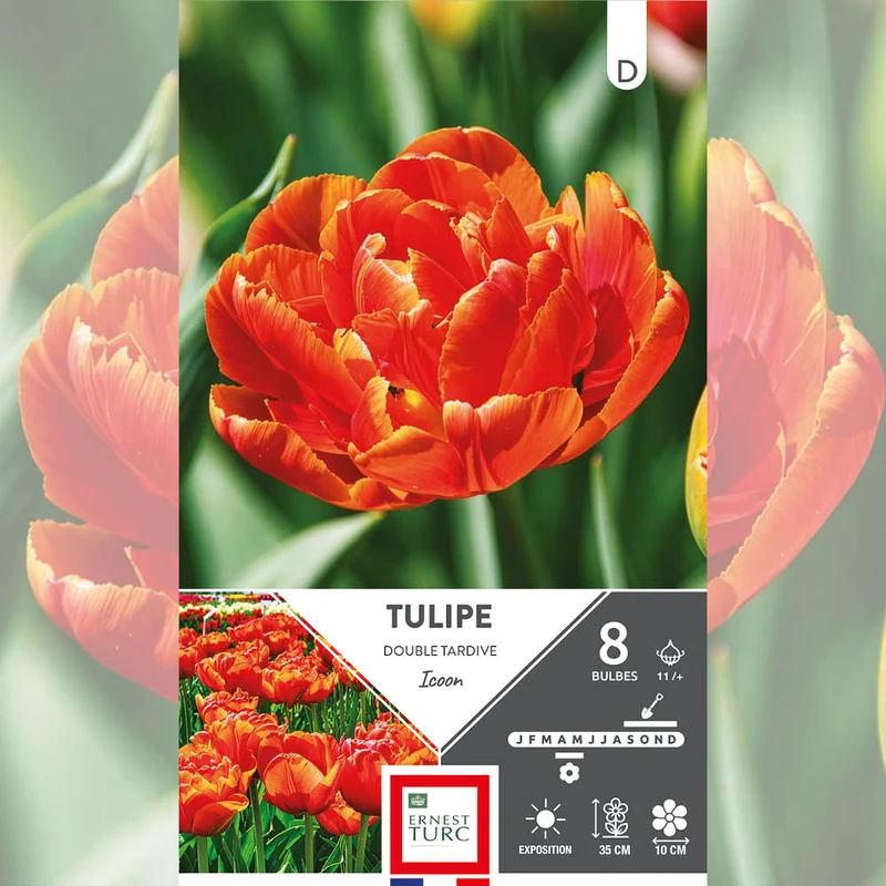 TULIPE DOUBLE TARDIVE ICOON