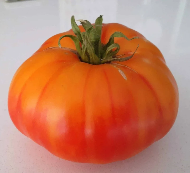 Tomate beefsteak Anawine - Bio