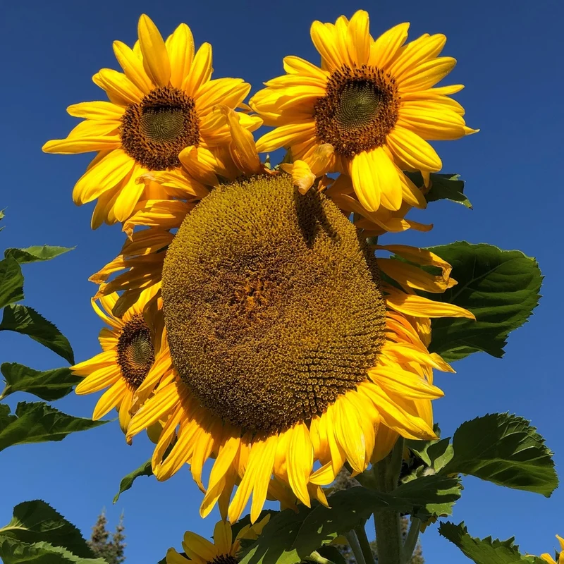 Tournesol Arikara - Bio