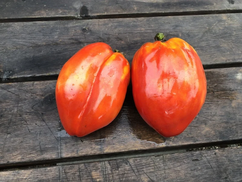 Tomate cœur de bœuf La Pasquale - Bio