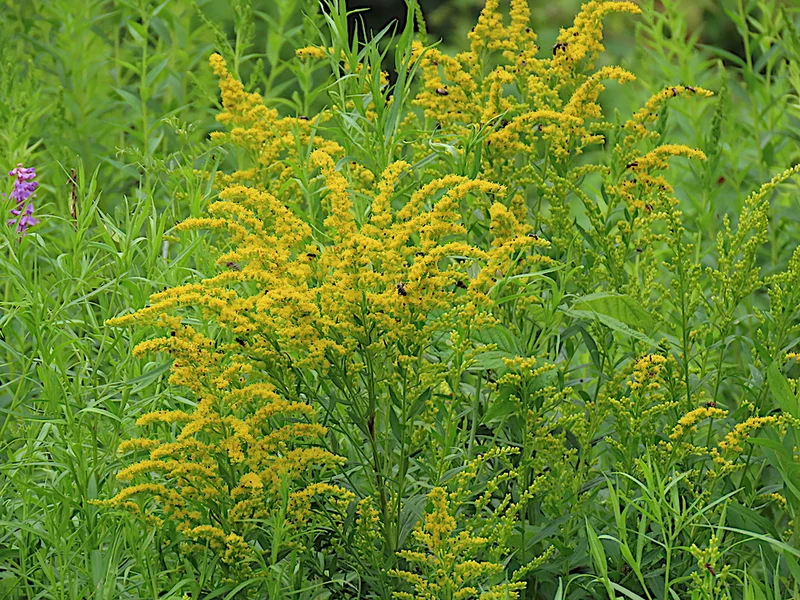 Verge d’or