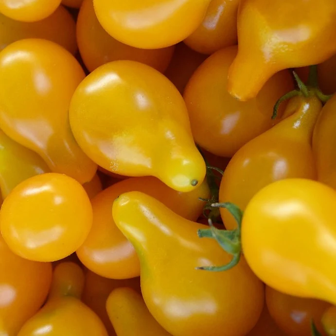Tomate cerise Yellow Pear - Bio