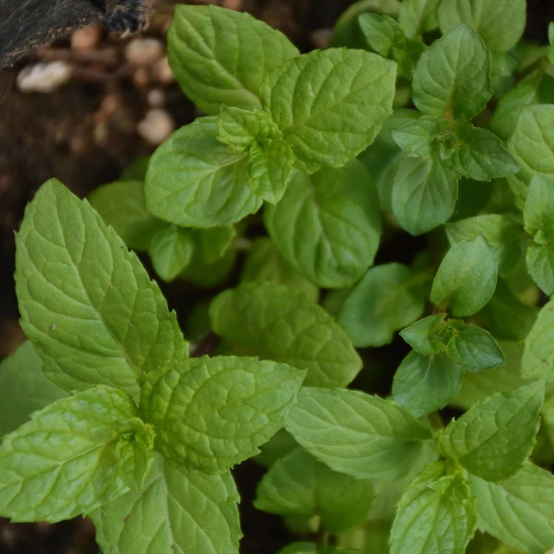 Menthe Verte - Bio