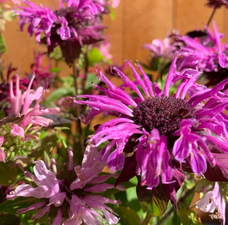 Monarde Panorama en mélange - Bio