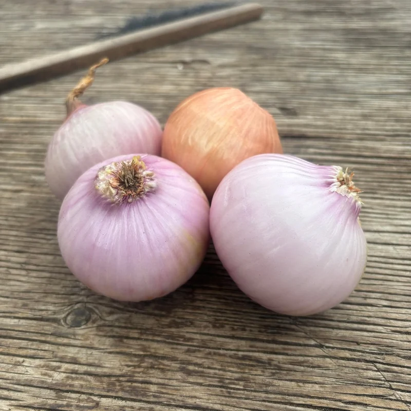 Oignon Rose d'Armorique - Bio