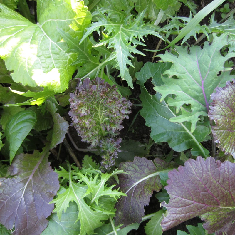 Mesclun de crucifères de luxe - Bio