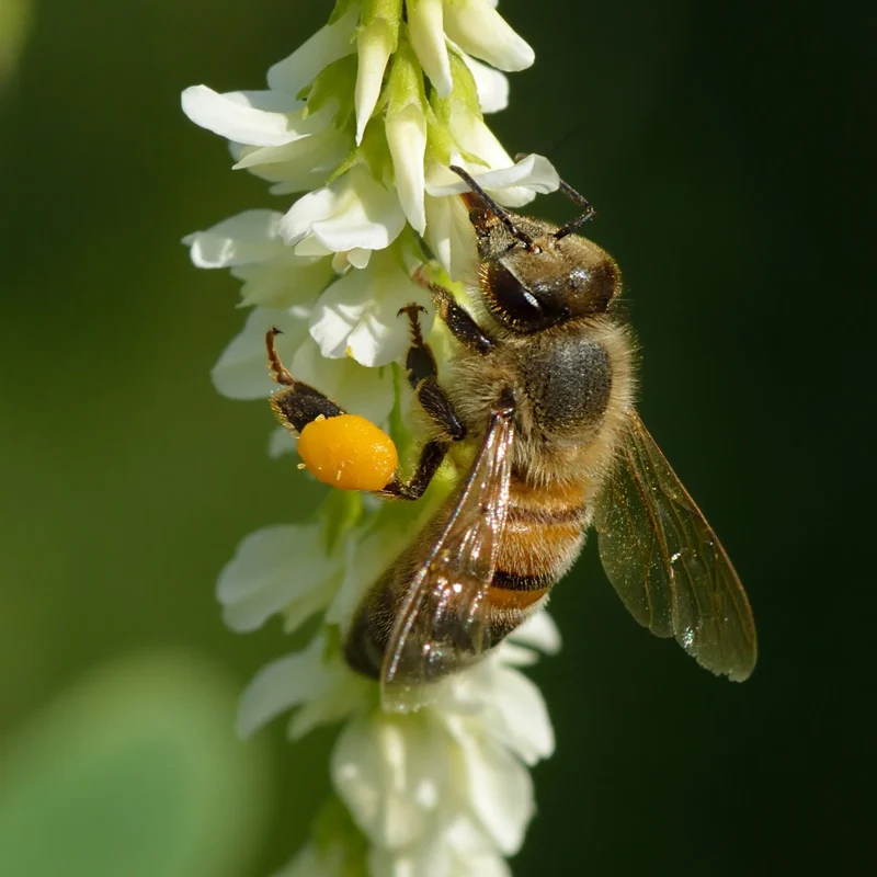 Mélilot blanc