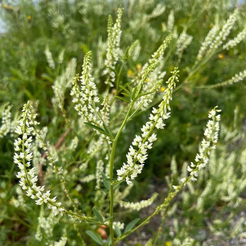 Mélilot blanc