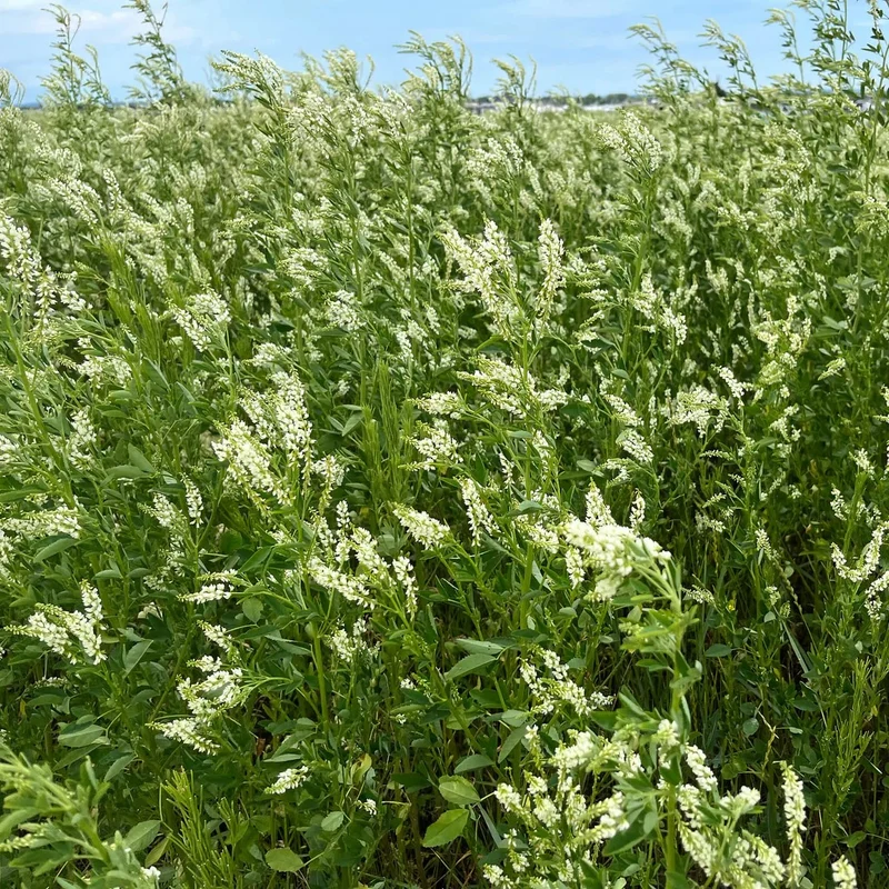 Mélilot blanc