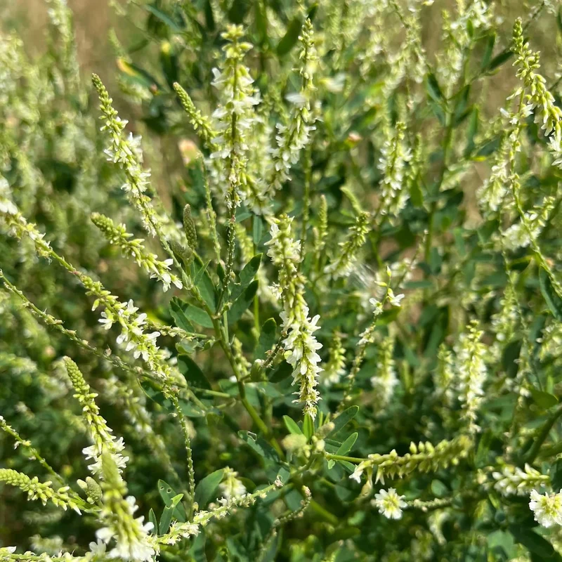 Mélilot blanc